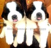 Simha Kennel proudly presents Outstanding saint Bernard Puppies SALE