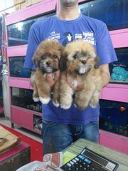 Bundles of  Joy with Lhasa’s!!