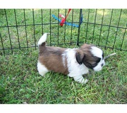 Lhasa Apso Puppies @ 7033834171/7890159755