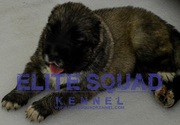 Caucasian Shepherd puppies for SALE- India - ELITE SQUAD KENNEL