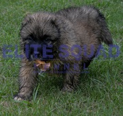 Caucasian Shepherd  puppies for SALE - India - ELITE SQUAD KENNEL