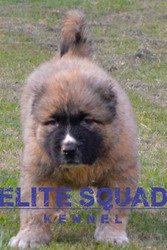  Caucasian Shepherd MALE PUPPY for SALE- India - ELITE SQUAD KENNEL