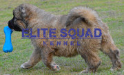   Caucasian Shepherd Female Puppy for SALE  ELITE SQUAD KENNEL  INDIA