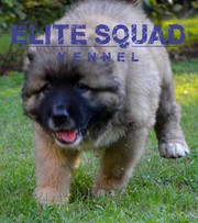 Caucasian Shepherd  puppies for SALE - India - ELITE SQUAD KENNEL