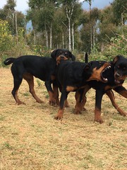 Rottweiler puppies for sale