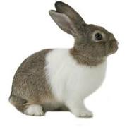 Rabbit for Sale at Old Pallavaram at Chennai