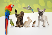 Best pets shop and accessories in Dehradun India