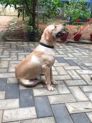 Labrador Retriever 14 months Trained Lovely, Children's friend & Guard