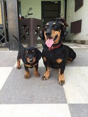 Black tan dacshunds pups for sale
