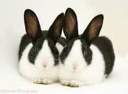 RABBITS FROM AT TIRUVALLA,  PATHANAMTHITTA DISTRICT