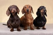 Dachshund Pups For sale Taskeen Kennel