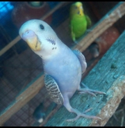 Budgies love birds available