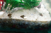 Assassin Snails For Sale