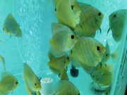 Discus fish in Pune & Pimpri Chinchwad. 