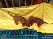 Daschund Pet Male and Female