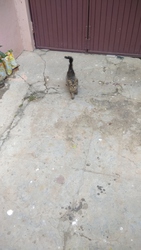 Attractive Indian black grey colour female kitten