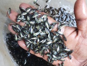 Fish seed supplier - TARA MAA FISH SUPPLIER