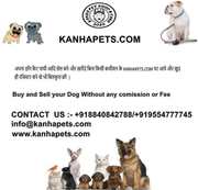 All pets breeds are available here