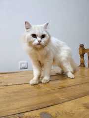 White cat for sale