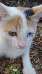 Odd-eyed white kitten