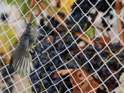 Bird Spike Services in Kharadi - Angad Bird Netting