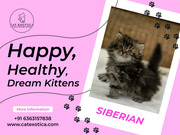 Buy Cats for Sale Online in Bangalore | Persian Kittens in bangalore