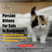 Buy Cats and Kittens for Sale in Bangalore | Himalayan Cats for Sale