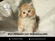 Persian Cat in sarjapur | Buy Persian Kittens in sarjapur | Best Persi