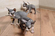 Pretty Sphinx Kittens available 