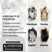Best Cat in Bangalore | Persian Kittens for Sale in bangalore