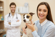 Pet Veterinary care | Pet Care Services | Pawpurrfect