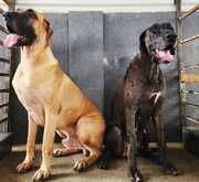 Great Dane For Sale Heavy Quality KCI Certified