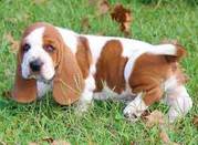 Champion lineup Basset hound puppies for sale at Pets Farm 