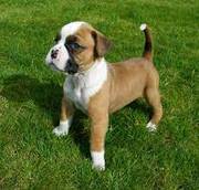 Excellent quality Boxer puppies ready to sale at Pets 