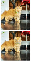 1 year old Persian Cat Male for sale