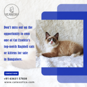 Buy Persian Kittens in Bangalore