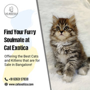 Purebred Persian Kittens for sale in Bangalore