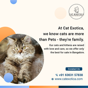 Buy Purebred Persian kittens in Bangalore