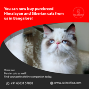 Find Purebred Himalayan Kittens for sale in Bangalore