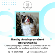 Find Purebred Persian Kittens for sale in Bangalore