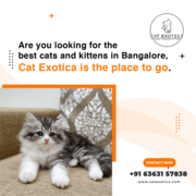 Purebred Ragdoll Kittens for in Bangalore