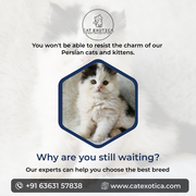 Purebred Siberian Kittens for in Bangalore