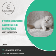 Buy Cats and Kittens for Sale in Bangalore