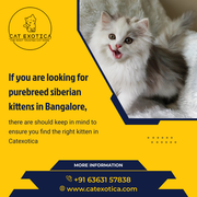 Find Purebred Persian Kittens for Bangalore
