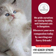 Purebred Siberian Kittens for sale in Bangalore