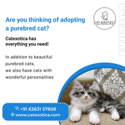 Siberian Kittens for Sale in Bangalore