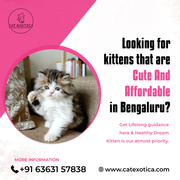 Purebred Persian Kittens for Bangalore