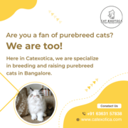 Famous Purebred Kittens  Bamhalore