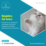 Best Cat in Bangalore, Cats in Bangalore