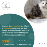 Find Purebred Ragdoll Kittens for sale in Bangalore